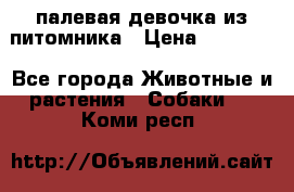 палевая девочка из питомника › Цена ­ 40 000 - Все города Животные и растения » Собаки   . Коми респ.